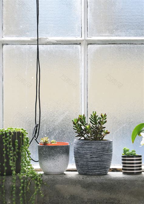 針葉植物盆栽 對外窗意思